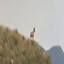 SwagGoat67