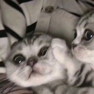 牛牛