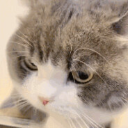 梦想是抱着队友狗牌逛