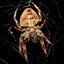The Garden Orb Weaver