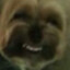 spungus o&#039;neil