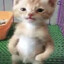 КошечкаКэт's avatar