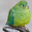 Parrot