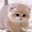 Poobert