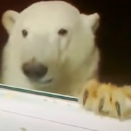POLAR BEAR