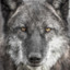 Greywolf