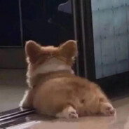 超级西瓜虫形态！cc