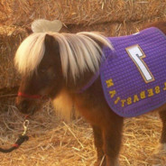 Li&#039;l Sebastian 🐴