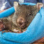 WomBat