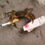 TaxFraudCrab