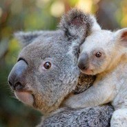 koala_0u0