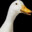 Honk-Ken