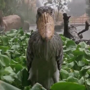 Shoebill