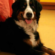 собачий пёс