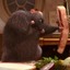 El Rato