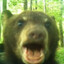 just some brown bear