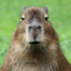 Capybara.