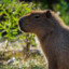 capybara