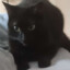 catgamer2