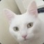 BlancaTheWhiteCat