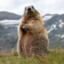 Marmot