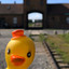 The Duck of Taunton