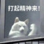 Qiao