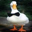 snazzy ducc