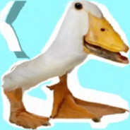 duck