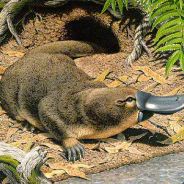 Pope Platy