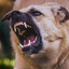 PERRO SARNOSO