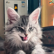 牛奶爱上特仑苏