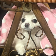 麝香哪有你射的香