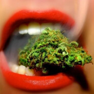 Purple Haze