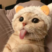 张鲸落！！！！