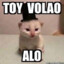 toivolaoalo