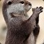 You Really Otter Win Those
