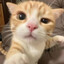 9lives