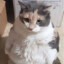 Gato waton