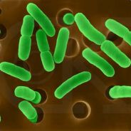 Salmonella typhi - steam id 76561197971004309