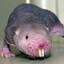 Worthless Mole Rat