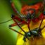 Assassin Bug