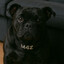 [M4Z] Black Doger