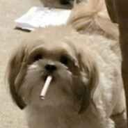 Mili