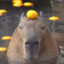 Capybara