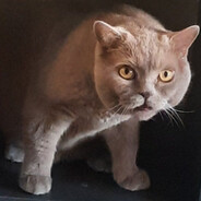 𝙆𝘼𝙇𝘼𝙎𝙃𝙄𝙆 - steam id 76561198992352273