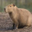 Capivara