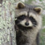Raccoon