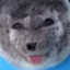 Seal Simp