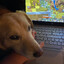 attacusatlas